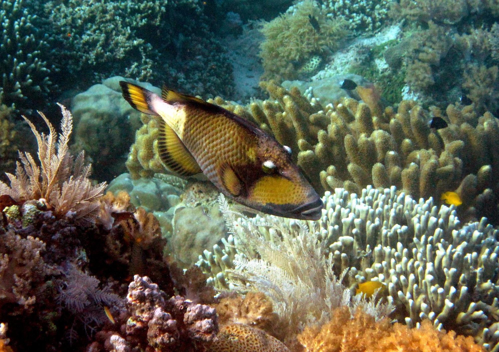 Bunaken Cha Cha Nature Resort Kültér fotó